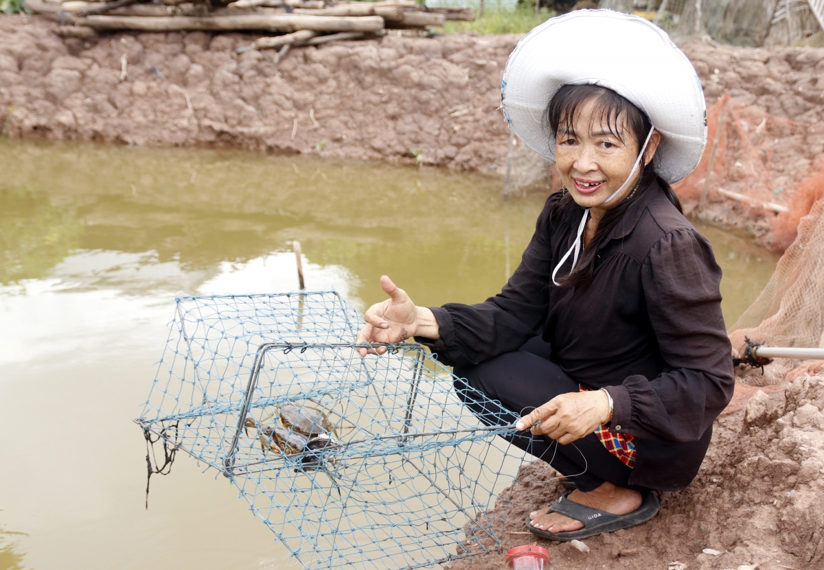 Nông dân Trà Vinh thu tỉa cua thịt để giao cho lái