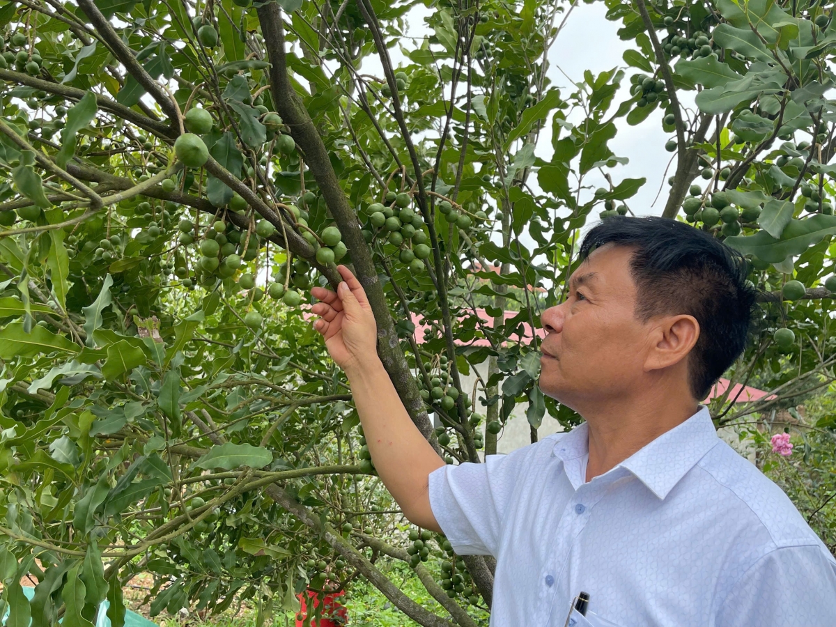 Ông Đào Hữu Đức, xã Lợi Bác, huyện Lộc Bình, tỉnh Lạng Sơn- Chủ đồi cây Mắc ca