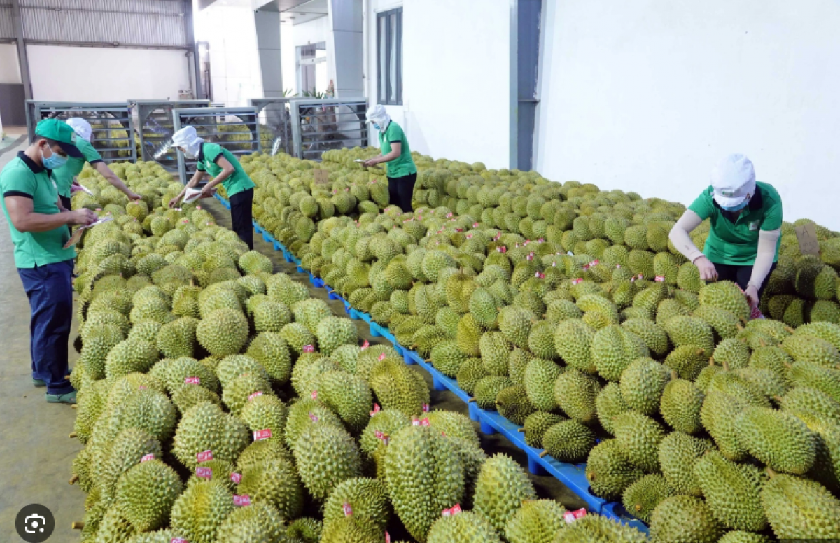 Việt Nam lần đầu tiên xuất khẩu sầu riêng đông lạnh sang Trung
Quốc.