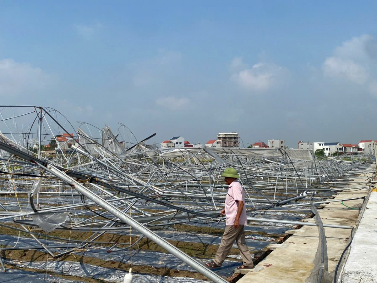 Khu nhà lưới trồng rau của nông dân thuộc Hợp tác xã Tân Minh Đức (Hải Dương) chịu thiệt hại lớn do bão Yagi