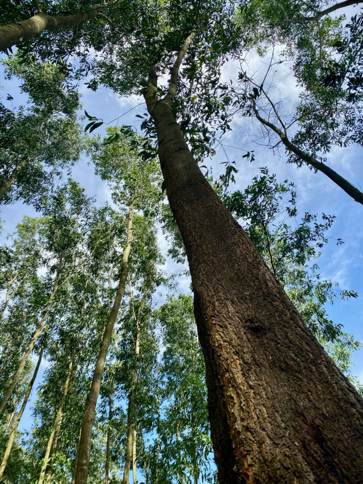 Chuyển đổi sang mô hình trồng rừng gỗ lớn đem lại lợi ích lâu dài cho các chủ rừng và người dân. Ảnh: GIZ