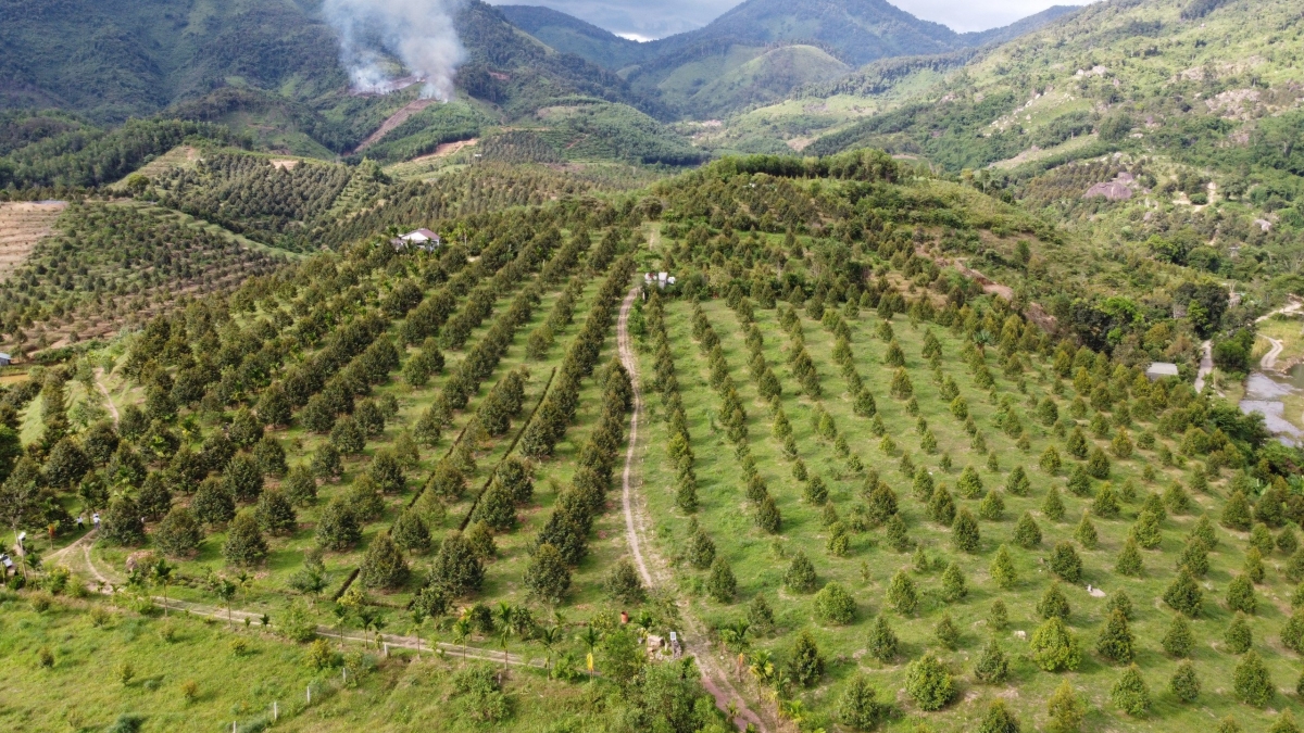 Những vườn sầu riêng được chuyển đổi canh tác hữu cơ tại huyện miền núi Khánh Sơn