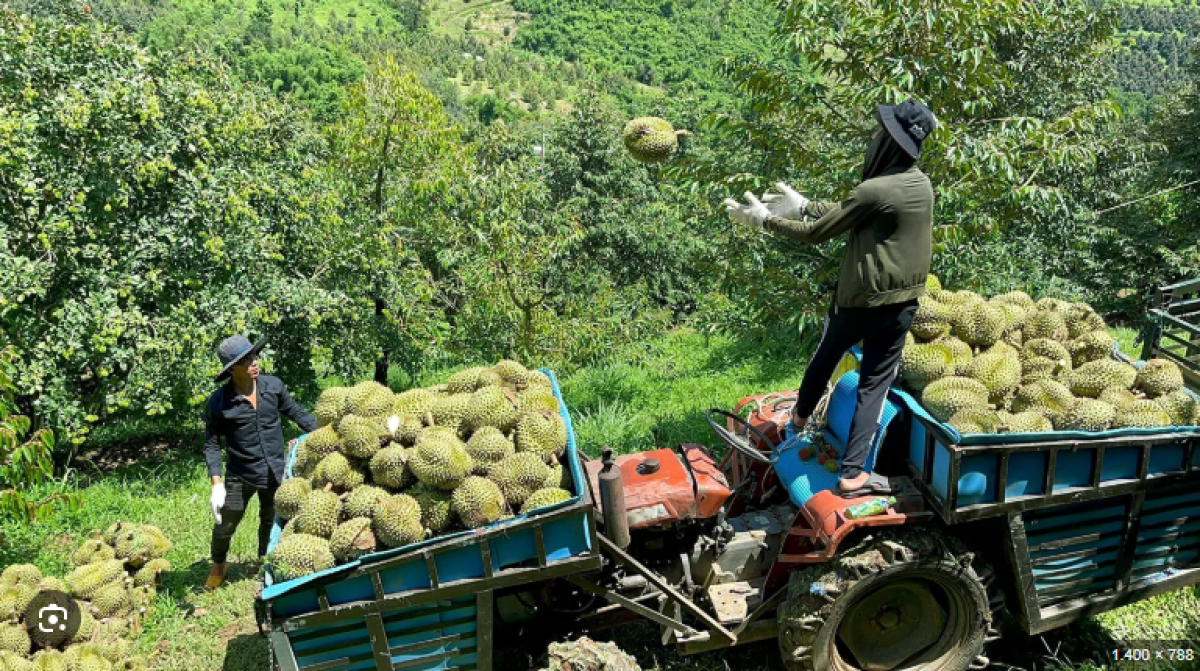 Liên kết sản xuất đưa nông sản miền núi Khánh Hòa vươn xa
