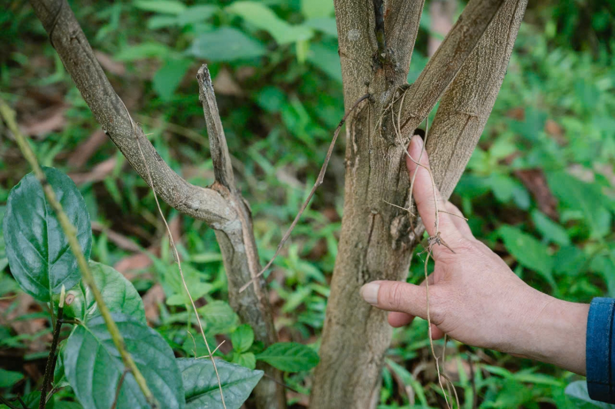 Chuyển giao kỹ thuật tỉa thưa cho người dân. Ảnh: GIZ