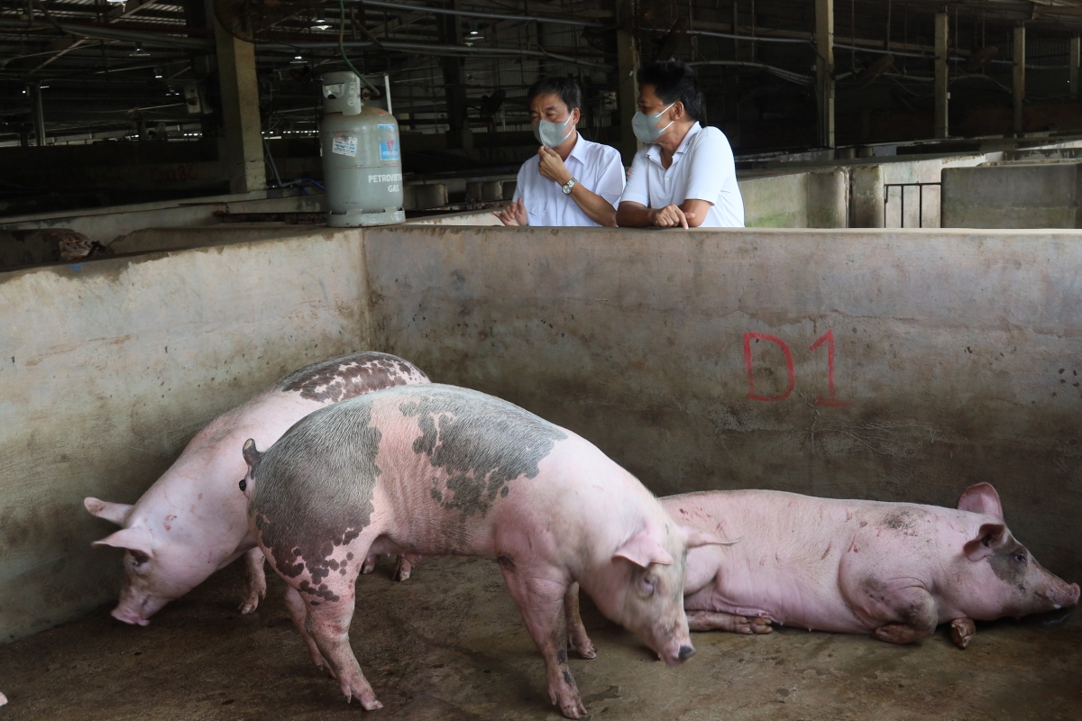Kiểm tra heo được nhập vào cơ sở giết mổ tập trung.
