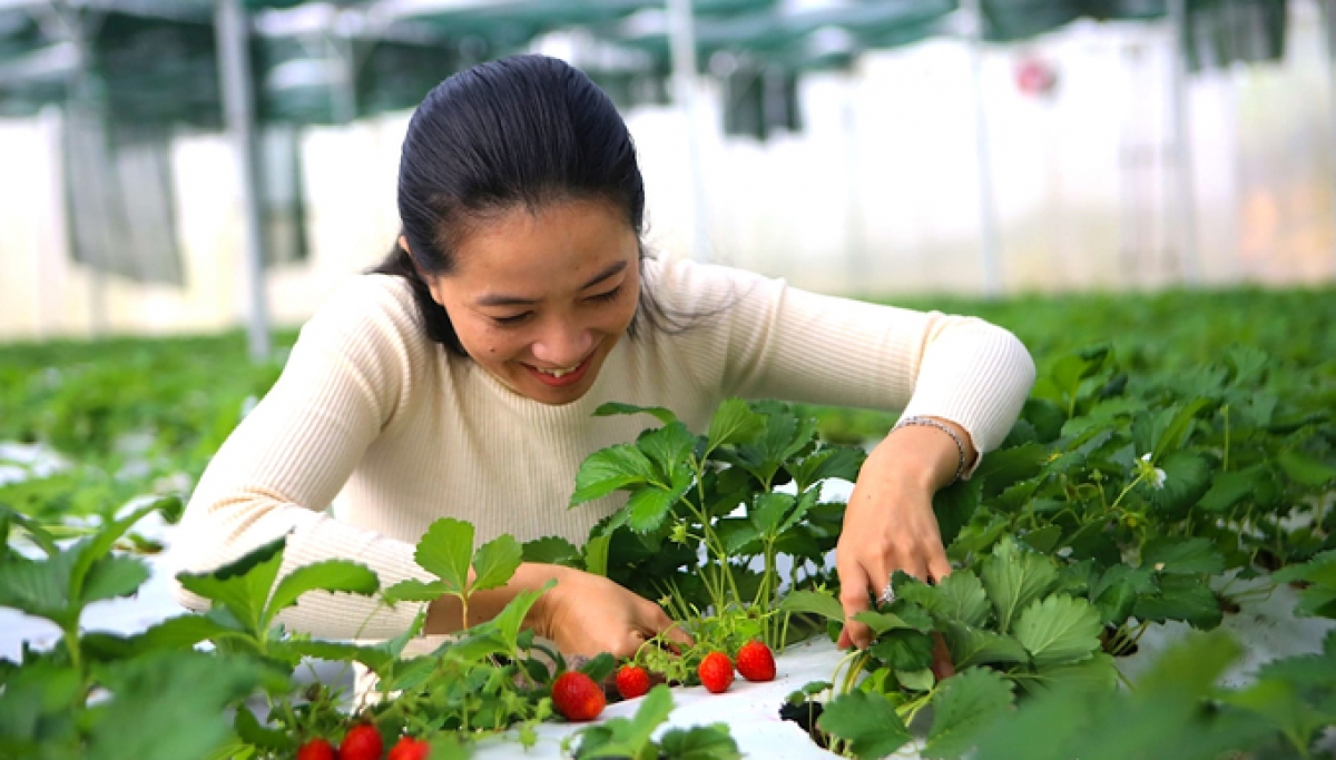 Chị Bùi Thị Khánh Hòa - Giám đốc Công ty Cổ phần Nông nghiệp sạch Đắc Nông