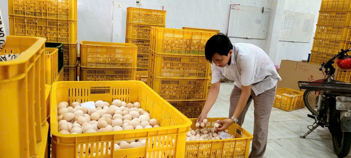 Giá trứng gà tăng cao sau một thời gian rớt giá thê thảm.
