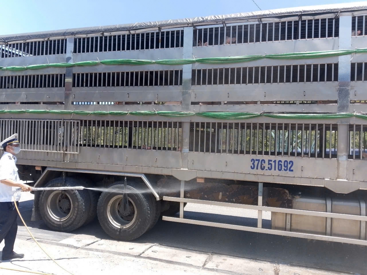 Lực lượng chức năng tại chốt kiểm soát dịch bệnh động vật Bình Đê phun khử trùng phương tiện chuyển heo vào địa bàn.