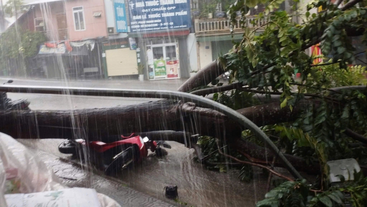 Một phương tiện bị cây đổ trúng