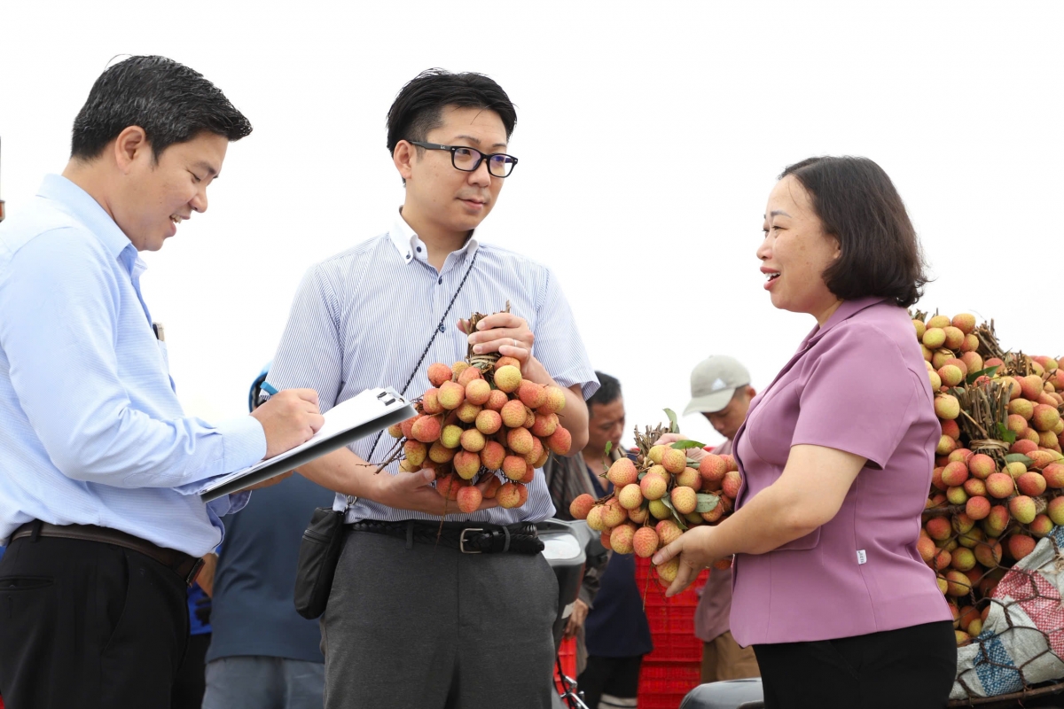 Lãnh đạo Sở Nông nghiệp và Môi trường Hải Phòng trao đổi với doanh nghiệp, chuyên gia về trái vải thiều