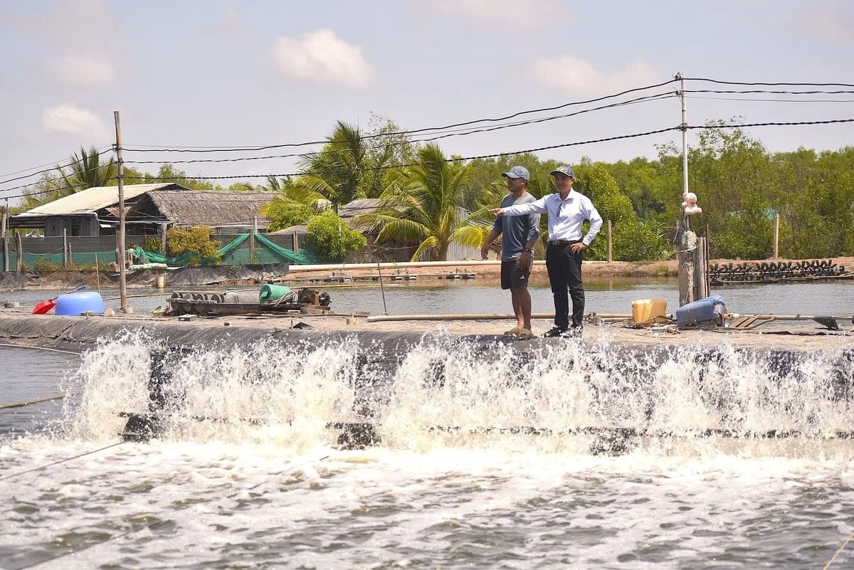 Các ao chuyên nuôi cá bông lau thương phẩm