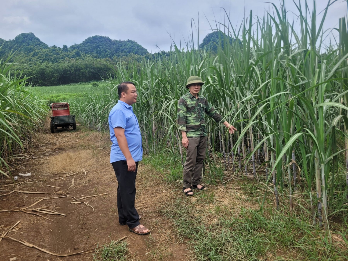 Ông Dươnhg Văn Lanh (đội mũ) sẵn sàng thu hoạch mía để phục vụ thu hồi đất xây trường học nội trú