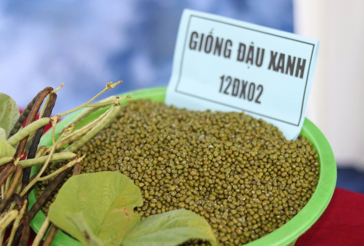 Hạt đậu xanh được người dân xã Đức Minh, Hà Tĩnh mới thu hoạch