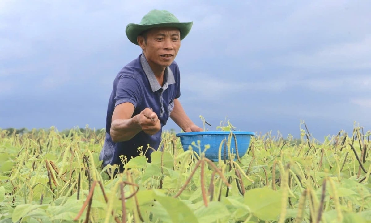 Nông dân thôn Tân An, xã Đức Minh, Hà Tĩnh thu hoạch đậu xanh trên ruộng