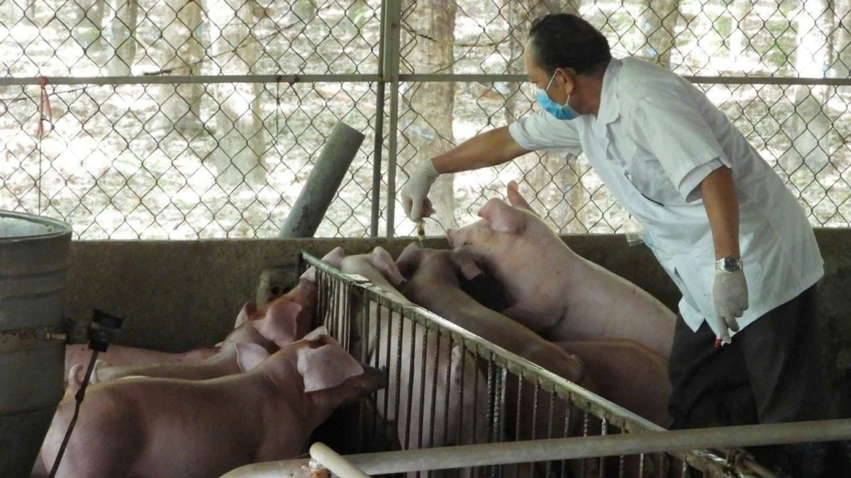 Gia đình ông Nguyễn Văn Khán tiêm ngừa cho heo.