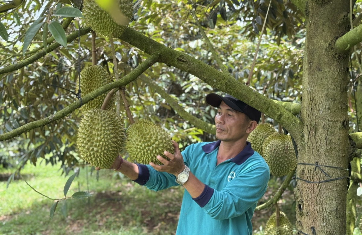 Năng suất ổn định, nhiều nhà vừa trồng sầu riêng có thu nhập cao