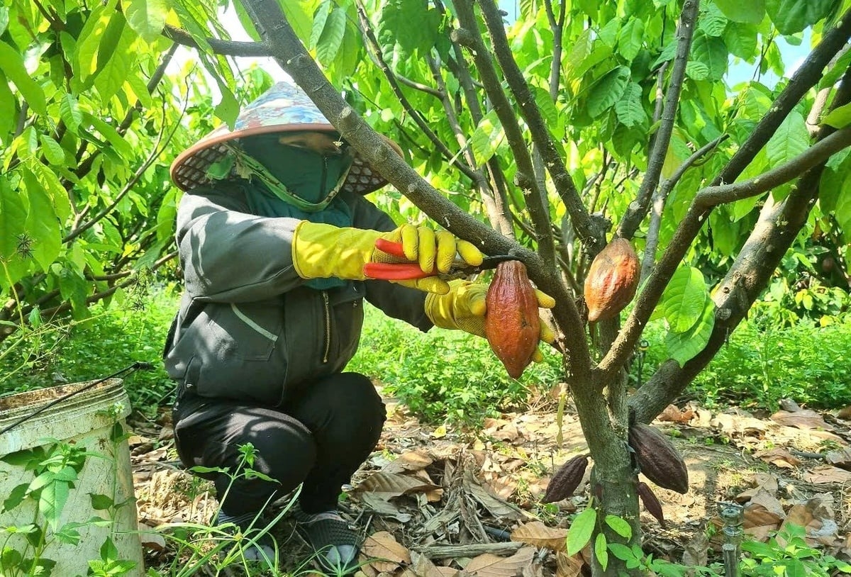 Cây ca cao cho thu hoạch quanh năm.