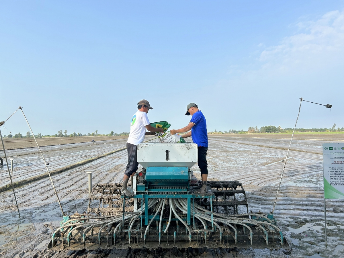 Chương trình 1 triệu ha lúa chất lượng cao phát thải thấp thực hiện tại ĐBSCL.