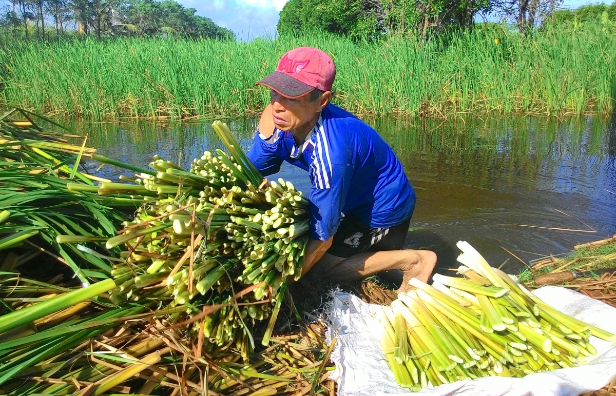Nhiều hộ dân ở Cà Mau có thu nhập ổn định, vươn lên phát triển kinh tế nhờ vào cây bồn bồn.