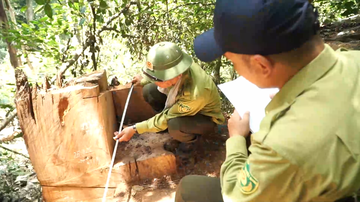 Kiểm tra hiện trường vụ khai thác gỗ nghiến trái phép tại VQG Ba Bể