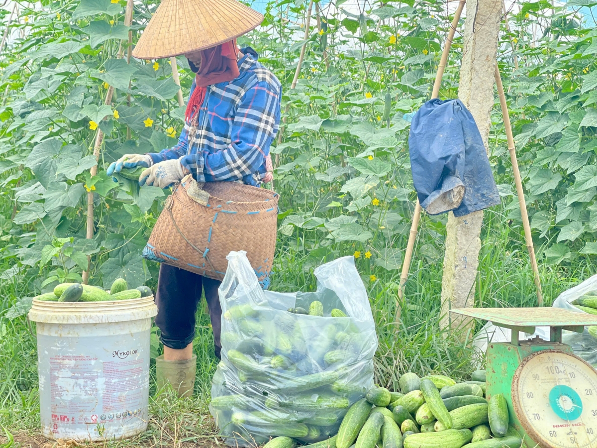 Nhiều nông dân có thêm việc làm, tăng thu nhập lúc nông nhàn