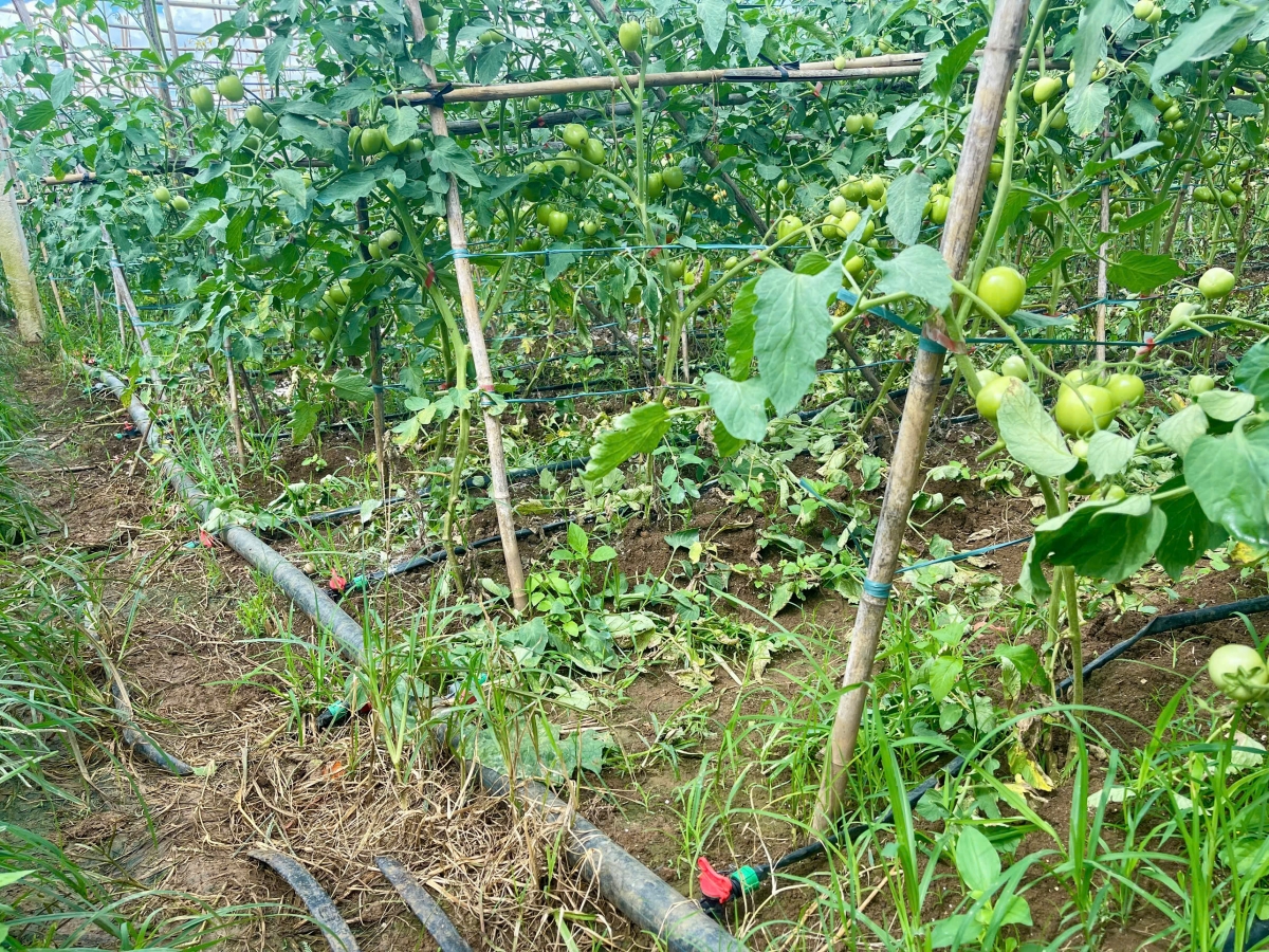 Nông dân bản Cang đã áp dụng hệ thống tưới ẩm, tưới nhỏ giọt cho hầu hết diện tích canh tác 3 vụ