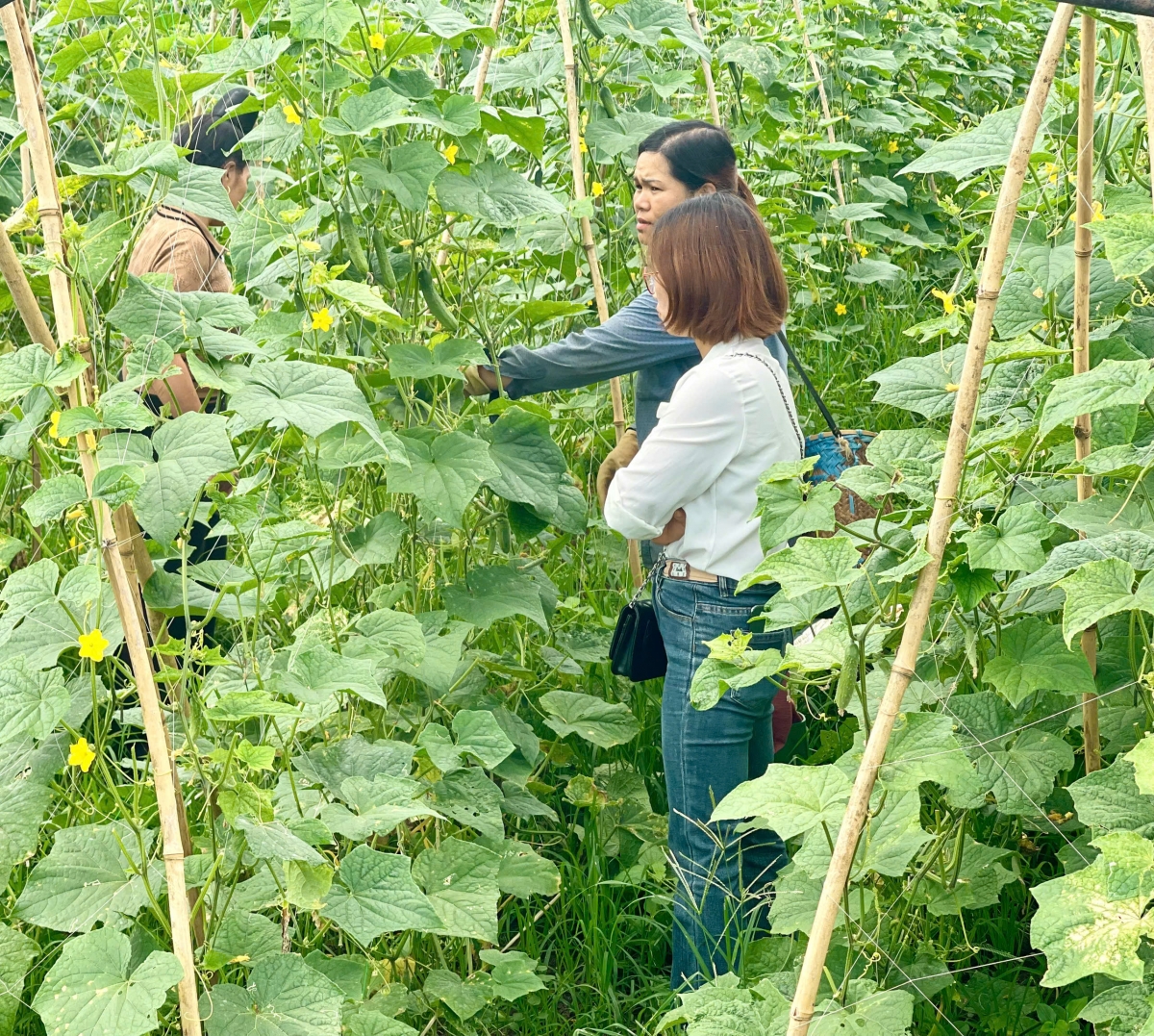 Bí thư Đặng Thị Hằng thường xuyên cùng bà con trao đổi kinh nghiệm chuyển đổi số, cách bán hàng, quảng bá sản phẩm trên live trực tiếp tại đồng ruộng