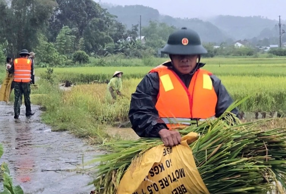 Bộ đội giúp dân thu hoạch lúa chạy bão