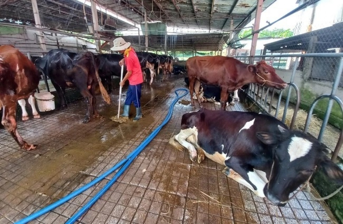 Mô hình nuôi bò tại Củ Chi, TP Hồ Chí Minh
