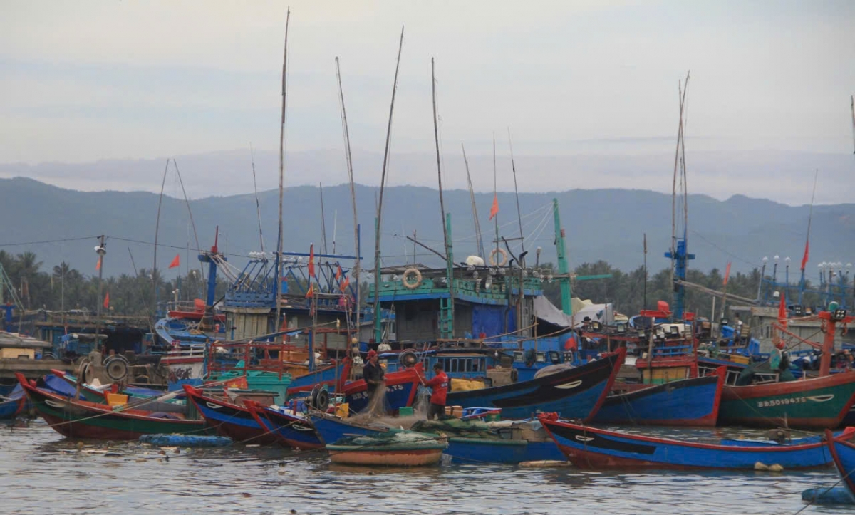 Cảng cá Tam Quan (phường Hoài Nhơn, tỉnh Gia Lai). (ảnh: Nguyễn Thảo)