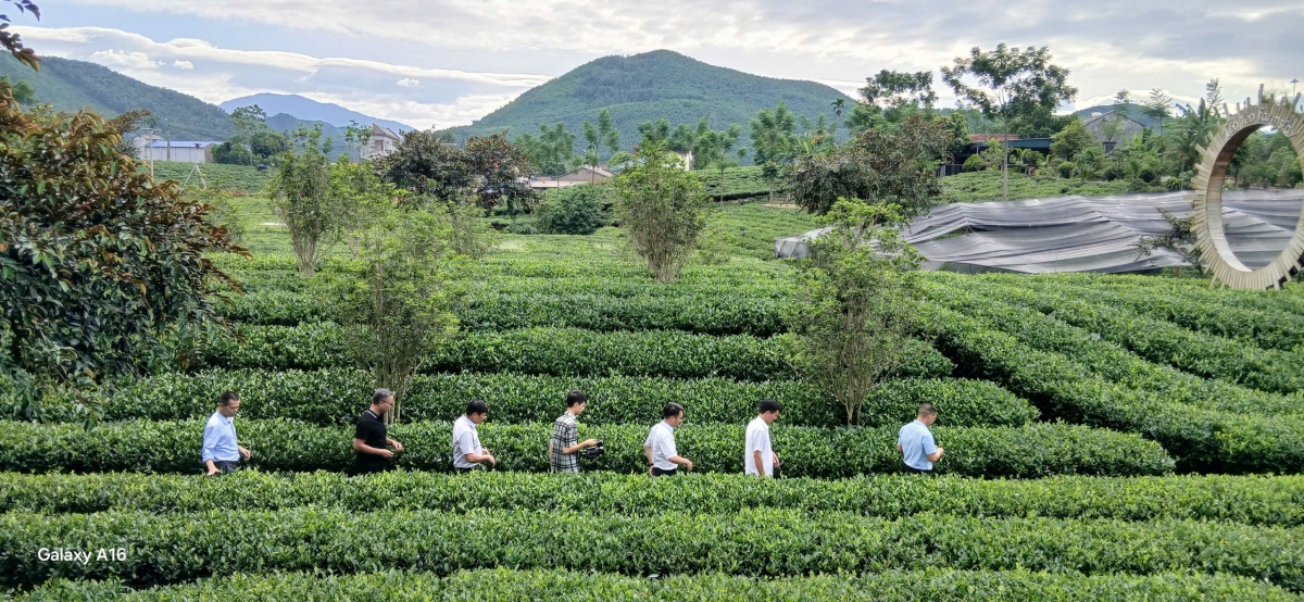 (Đoàn khách tham quan đồi chè của HTX làm du lịch cộng đồng tại, Thái Nguyên)