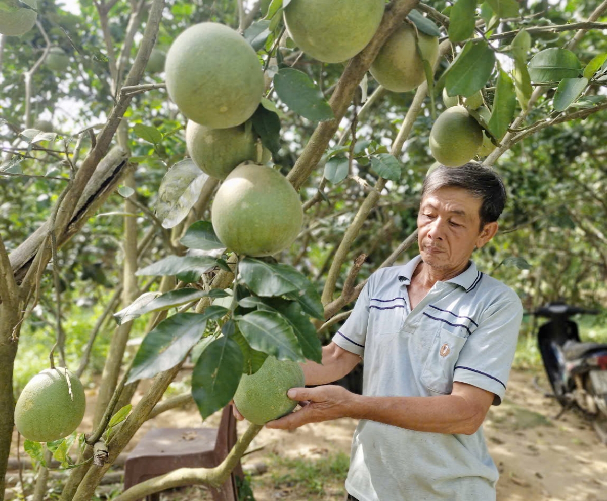 Mô hình cây ăn quả của ông Bùi Quốc Ân cho thu nhập cao