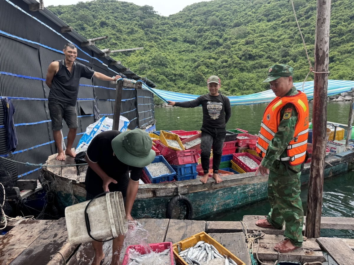 Người dân nuôi trồng thuỷ sản biển cảng Vũng Rô luôn chấp hành tốt các biện pháp phòng, chống mưa bão nhằm hạn chế thiệt hại.