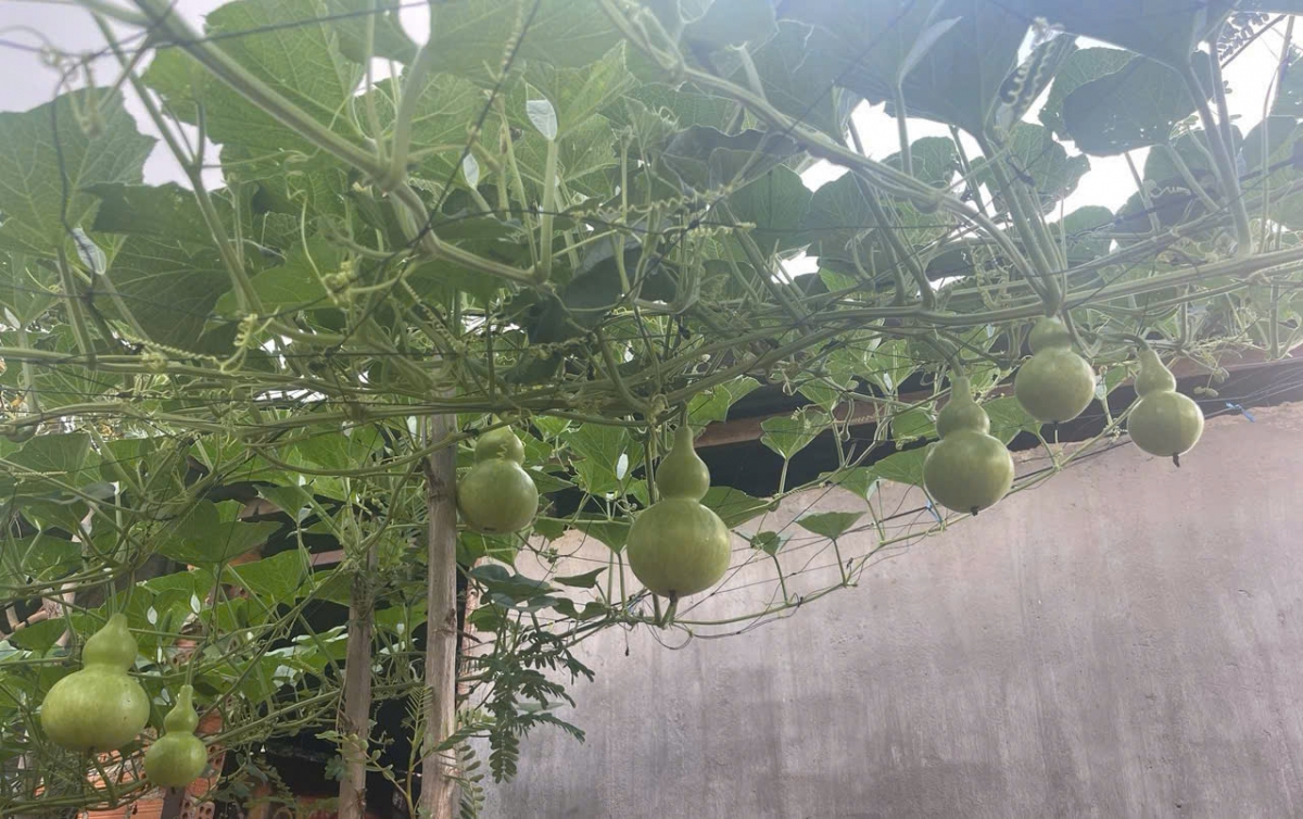 Giàn bầu hồ lô trồng bên cạnh nhà của người Tây Nguyên.