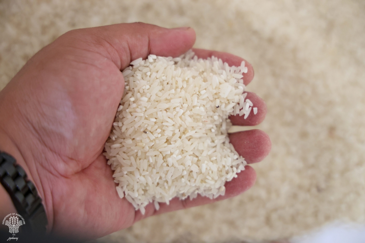 Thuế nhập khẩu gạo của Philippines có thể lên tới 35% sau khi lệnh cấm kết thúc- Ảnh minh họa