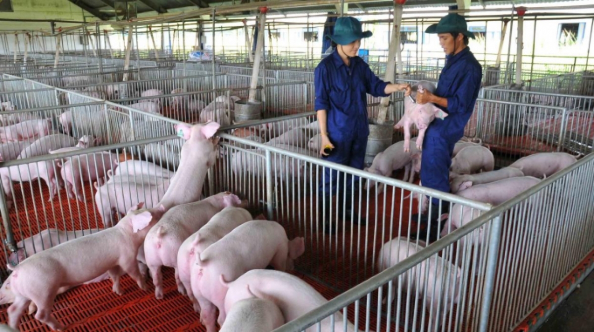Chăn nuôi lợn có sự phát triển nhanh chóng sang mô hình trang trại