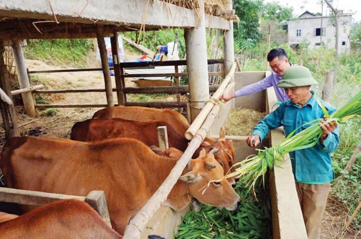 Mô hình nuôi bò giúp người dân thoát nghèo