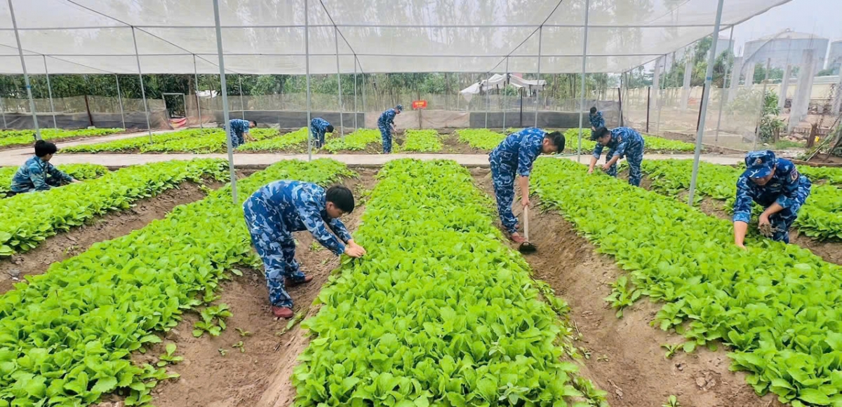Tuổi trẻ Hải đội 111 tích cực tăng gia sản xuất