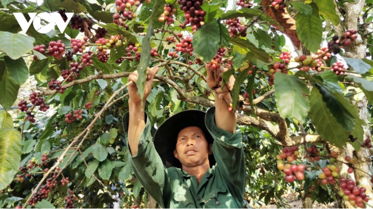 Canh tác hữu cơ và thu hoạch đảm bảo tỷ lệ quả chín giúp cà phê Lâm Đồng nâng cao giá trị.