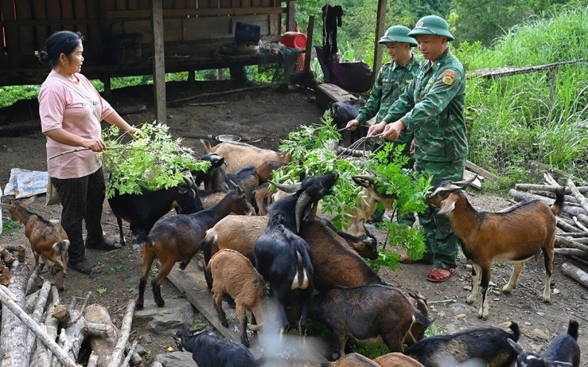 Mô hình giúp dân phát triển kinh tế nhờ chăn nuôi dê đang phát huy hiệu quả tích cực
