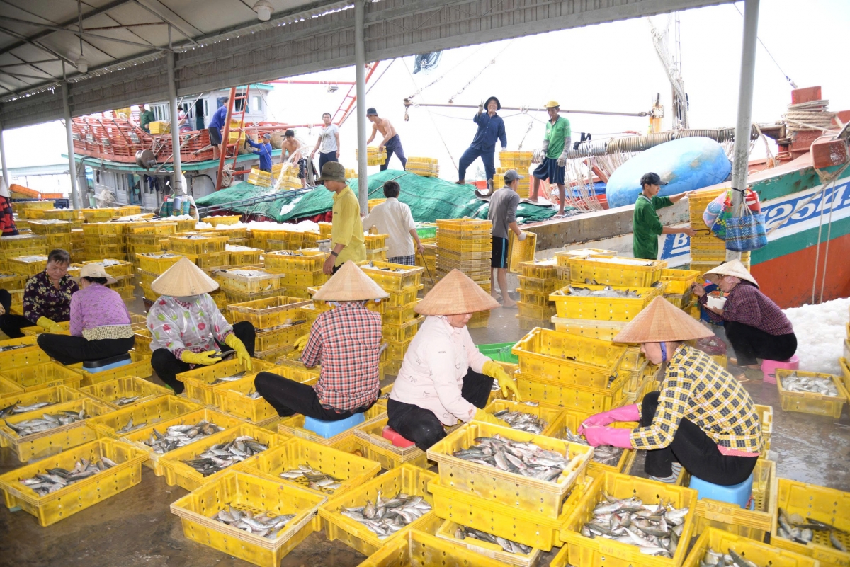 Các phương tiện vào cảng cá đều chấp hành tốt các quy định IUU và các quy định của Ban quản lý Cảng cá.