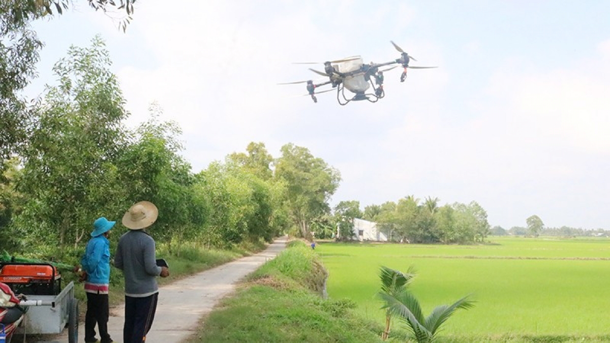 Đồng bảo Khmer tỉnh Vĩnh Long với thành công của mô hình lúa chất lượng cao, phát thải thấp.