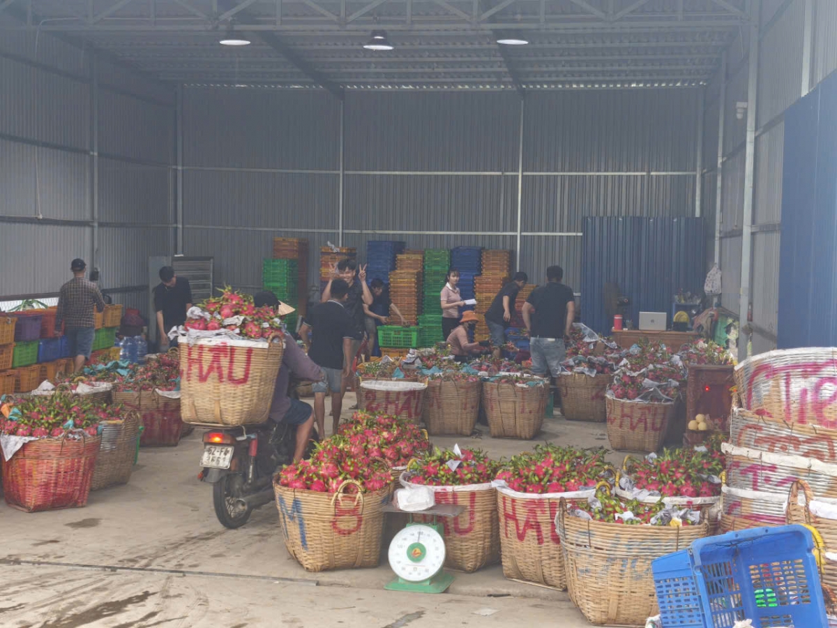 Kho thanh long đầy hàng hóa nhưng chủ yếu trái loại 2,3.