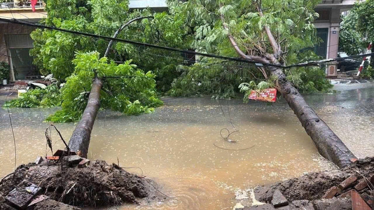 Khu vực vỉa hè, lô 22 đường Lê Hồng Phong, cây đổ chắn lối đi (Ảnh: Hoàng Long)