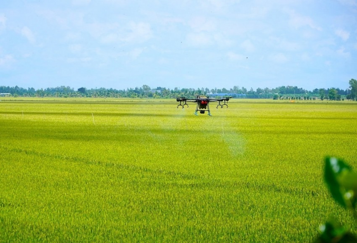 An Giang trồng lúa phát thải thấp