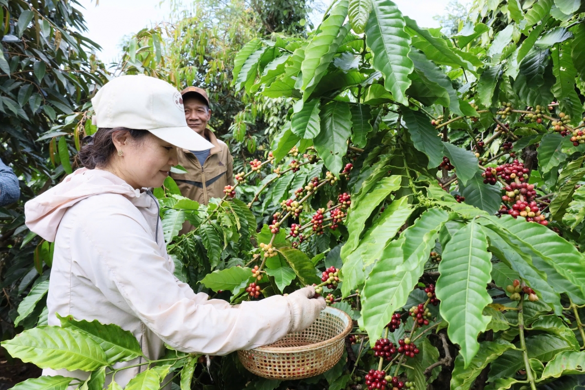 Nông dân Đắk Lắk đã chuyển đổi từ duy từ sản xuất nông nghiệp sang kinh tế nông nghiệp.