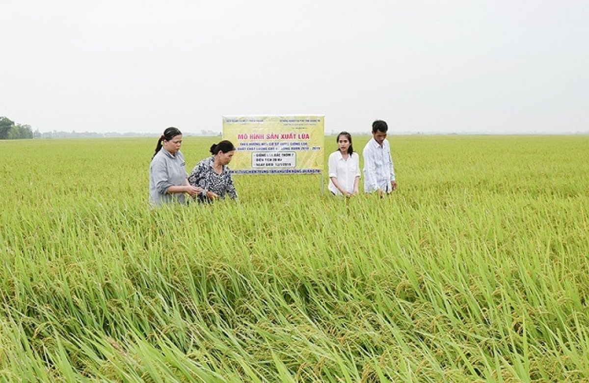 Mô hình sản xuất lúa hữu cơ tại Quảng Trị đang được triển khai đã và đang mở ra một hướng đi mới cho người dân vùng khó