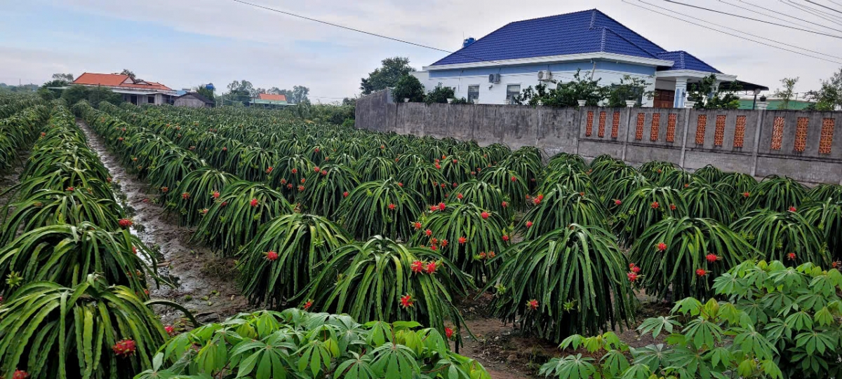 Trái thanh long ở tỉnh Đồng Tháp vào mùa thu hoạch rộ vụ thuận.
