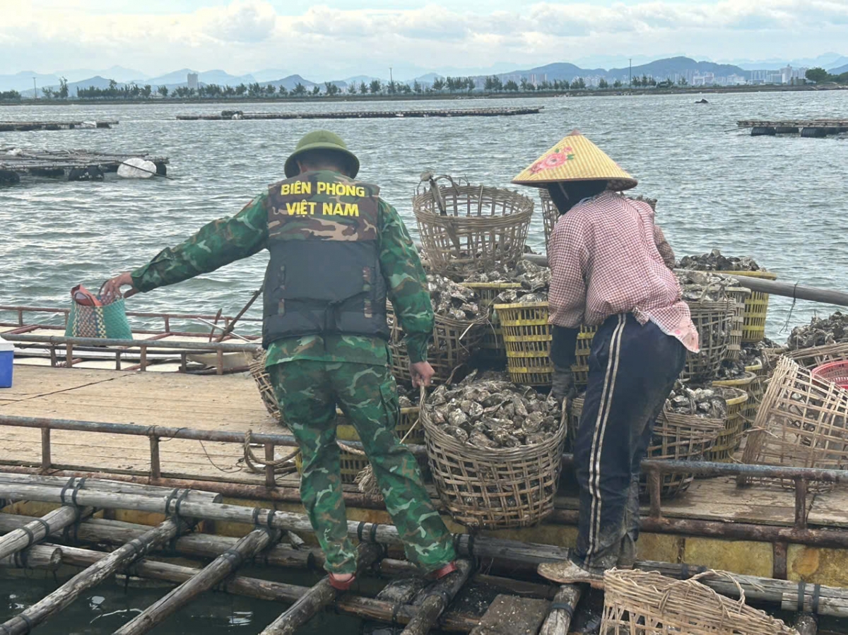 Trước đó, Cán bộ Đồn Biên phòng Trà Cổ giúp ngư dân thu hoạch hàu để tránh thiệt hại do bão gây ra.