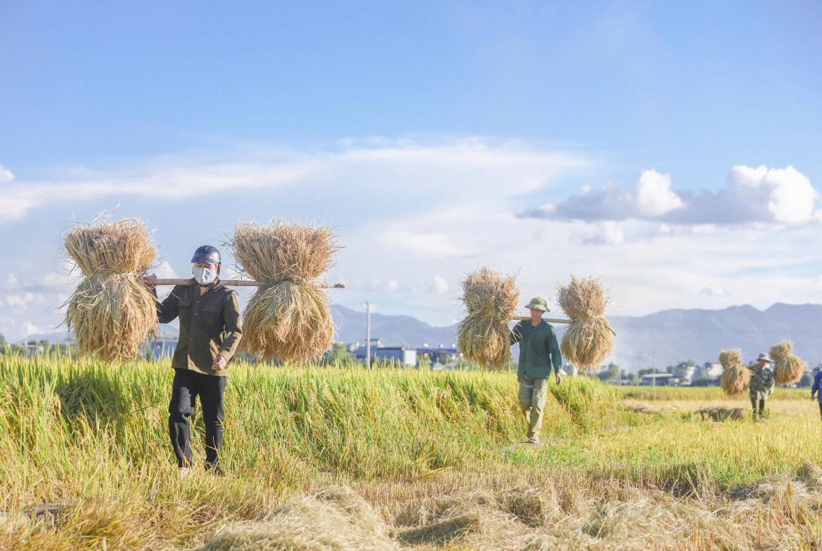 Thời điểm này đang là cao điểm mùa gặt ở Mường Thanh. Vụ này, lúa ít bị đổ rạp, mưa bão không ảnh hưởng nhiều nên thu hoạch thuận lợi.